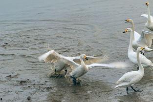 天鹅娱乐资讯吃瓜视频,揭秘吃瓜视频背后的热点事件  第2张