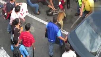 疯狗 在线观看,在线惊悚悬疑，揭秘疯狂世界  第2张