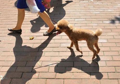 遛狗不拴绳爆料视频播放,网络曝光引发社会热议  第2张